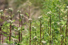 Filipendula ulmaria