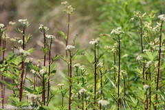 Filipendula ulmaria