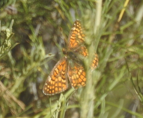 iNaturalist observation photo of Gabb's Checkerspot
