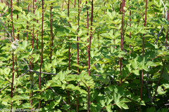 Filipendula ulmaria