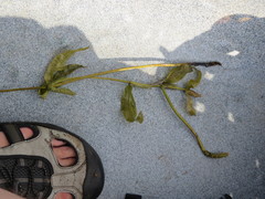 Potamogeton richardsonii