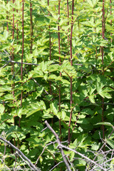 Filipendula ulmaria