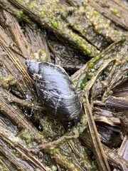 Succinea striata