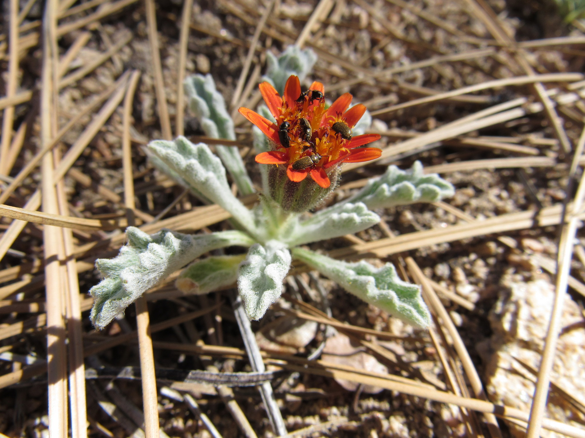 Hulsea vestita ssp. parryi