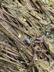 Succinea striata