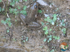 Lithobates zweifeli