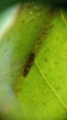 Cacopsylla fulguralis