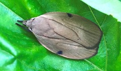 Stenoma exarata