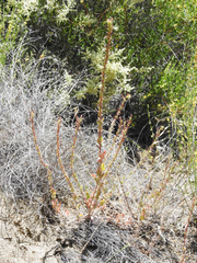 Camissoniopsis intermedia