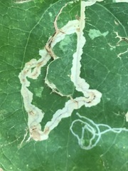 Marmara smilacisella