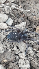 Nurscia albomaculata