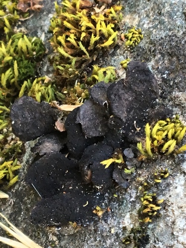 iNaturalist observation photo of Moon Lichens