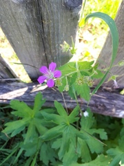 Geranium sylvaticum