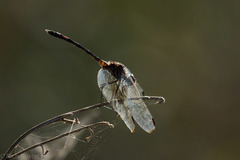 Dythemis nigrescens