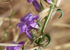 Sairocarpus vexillocalyculatus