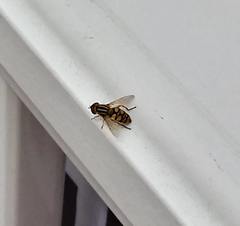 Parhelophilus integer