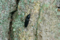 Ectinus aterrimus
