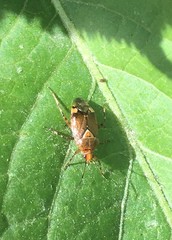 Deraeocoris flavilinea