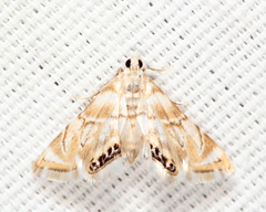 Eoparargyractis plevie