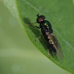 Microchrysa polita