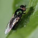 Black-horned Gem Fly - Photo (c) Jakob Fahr, some rights reserved (CC BY-NC), uploaded by Jakob Fahr