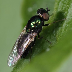 Microchrysa polita