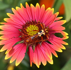 Strangalia sexnotata