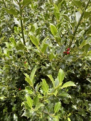 Ilex aquifolium