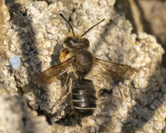 Megachile frigida
