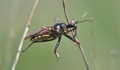 Apiomerus flaviventris