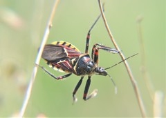 Apiomerus flaviventris