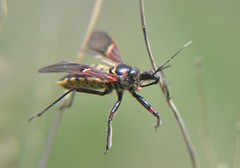 Apiomerus flaviventris