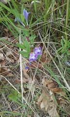 Scutellaria brittonii