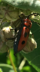 Tetraopes tetrophthalmus