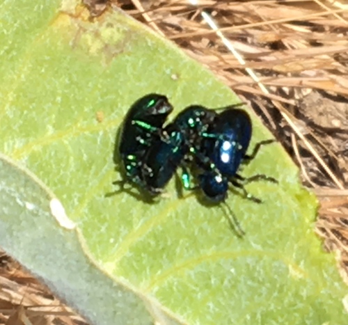 iNaturalist observation photo of Cobalt Milkweed Beetle