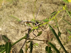 Pseudovates brasiliensis