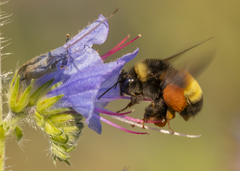 Bombus terricola image