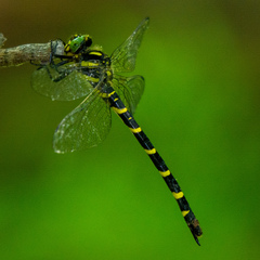 Cordulegaster erronea