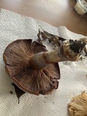 Cortinarius atkinsonianus