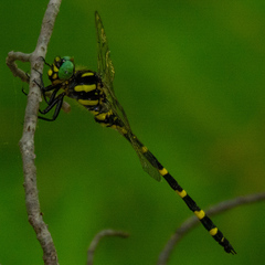 Cordulegaster erronea