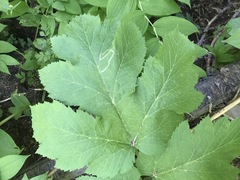 Phytomyza spondylii group