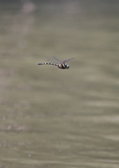 Macromia pacifica