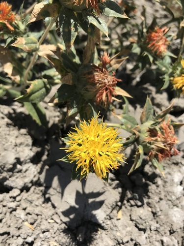 Carthamus tinctorius