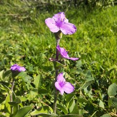 Tradescantia crassifolia