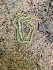 Diversibipalium multilineatum