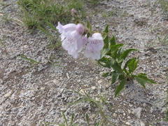 Penstemon cobaea