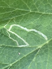 Phytomyza spondylii group