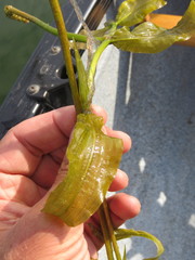 Potamogeton richardsonii
