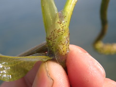 Potamogeton richardsonii