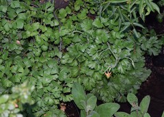 Aquilegia eximia
